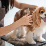 Top 5 Pet Grooming Services in Tricity You Shouldn’t Miss in 2025