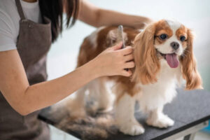 pet grooming in tricity