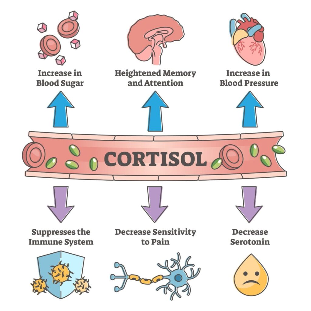 effects of cortisol