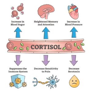 effects of cortisol